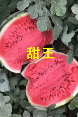 新蔡育美都西瓜苗厂,平舆嫁接甜王西瓜苗基地2026