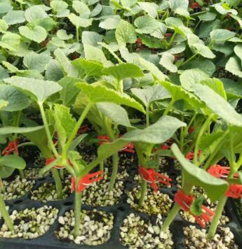 西峡育甜瓜苗厂,方城博洋9\绿宝\羊角蜜嫁接苗2026