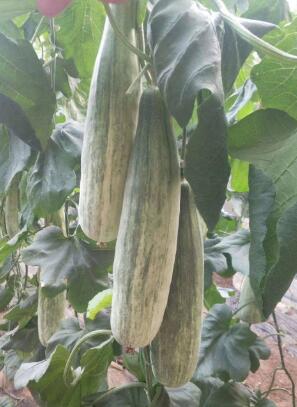 清河哪里育甜瓜苗子,临西绿宝、羊角蜜、博洋9嫁接苗