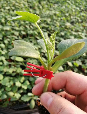 泰州育甜王西瓜苗厂,宿迁专业嫁接西瓜苗基地2026